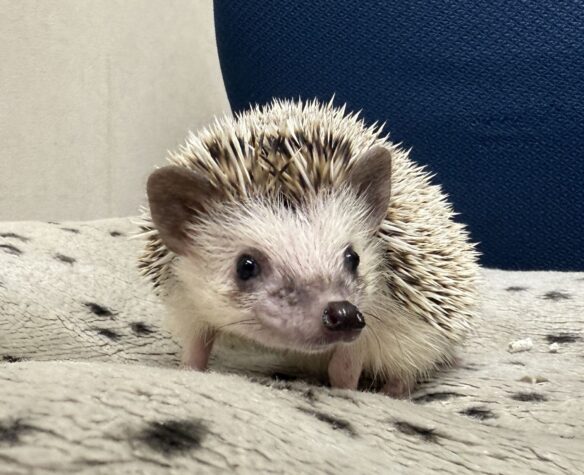 ハリネズミ（国産ベビー：ソルト＆ペッパー♀）懐っこいです♪のメイン画像