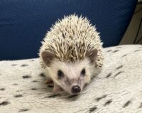 ハリネズミ（国産ベビー：ソルト＆ペッパー♀）懐っこいです♪の画像2