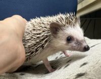 ハリネズミ（国産ベビー：ソルト＆ペッパー♀）懐っこいです♪の画像3