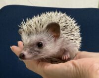 ハリネズミ（国産ベビー：スノーフレーク♀ ）懐っこいです♪の画像2