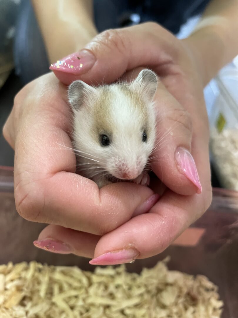 ハムスターさん専用　参考写真 ハムスターが普通に歩いてる……!? さっそうと歩くハムスターに「前世は