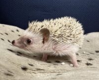 ハリネズミ（国産ベビー：スノーフレーク♀ ）懐っこいです♪の画像4