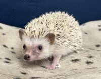 ハリネズミ（国産ベビー：スノーフレーク♀ ）懐っこいです♪の画像1