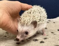 ハリネズミ（国産ベビー：スノーフレーク♀ ）懐っこいです♪の画像11