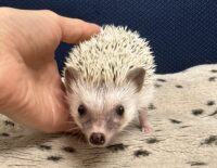 ハリネズミ（国産ベビー：スノーフレーク♀ ）懐っこいです♪の画像6