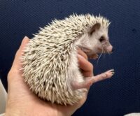 ハリネズミ（国産ベビー：スノーフレーク♀ ）懐っこいです♪の画像5