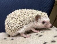 ハリネズミ（国産ベビー：スノーフレーク♀ ）懐っこいです♪の画像8