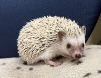 ハリネズミ（国産ベビー：スノーフレーク♀ ）懐っこいです♪の画像9