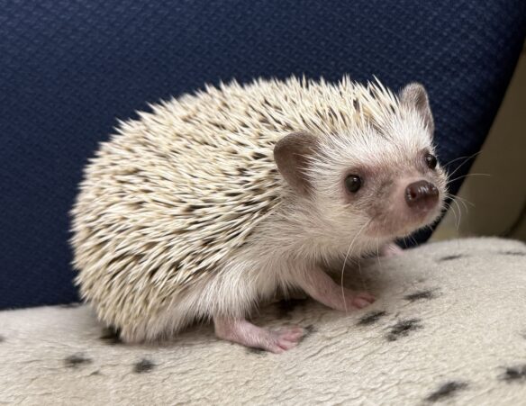 ハリネズミ（国産ベビー：スノーフレーク♀ ）懐っこいです♪のメイン画像