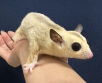フクロモモンガの画像8
