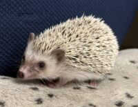 ハリネズミ（国産ベビー：スノーフレーク♀ ）懐っこいです♪の画像10