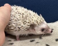 ハリネズミ（国産ベビー：スノーフレーク♀ ）懐っこいです♪の画像7