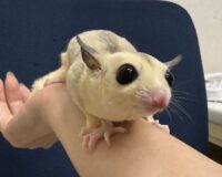 フクロモモンガの画像2