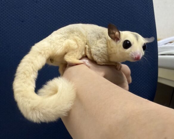 フクロモモンガのメイン画像