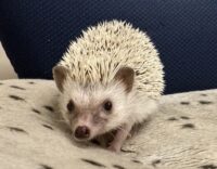 ハリネズミ（国産ベビー：スノーフレーク♀ ）懐っこいです♪の画像3