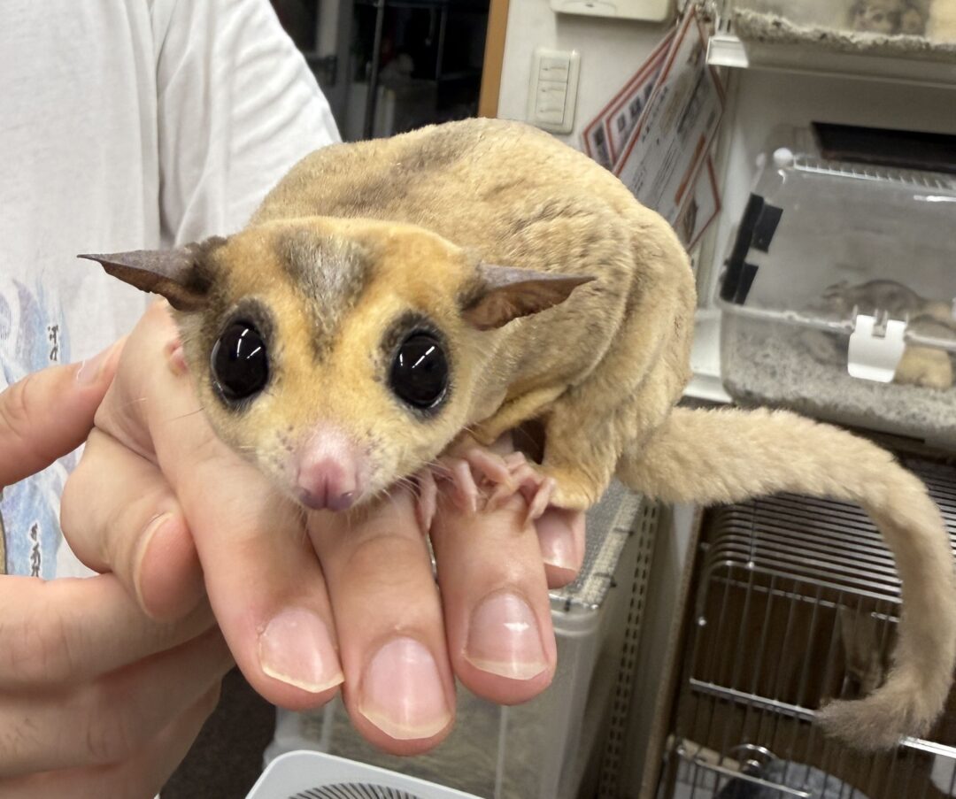 フクロモモンガ ベビー ホワイトフェイス（国内CB）販売｜東京都大田区のエキゾチックアニマル専門店ピュア☆アニマルのメイン画像