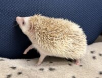 ハリネズミ（国産ベビー：シナモンパイド♀）の画像8