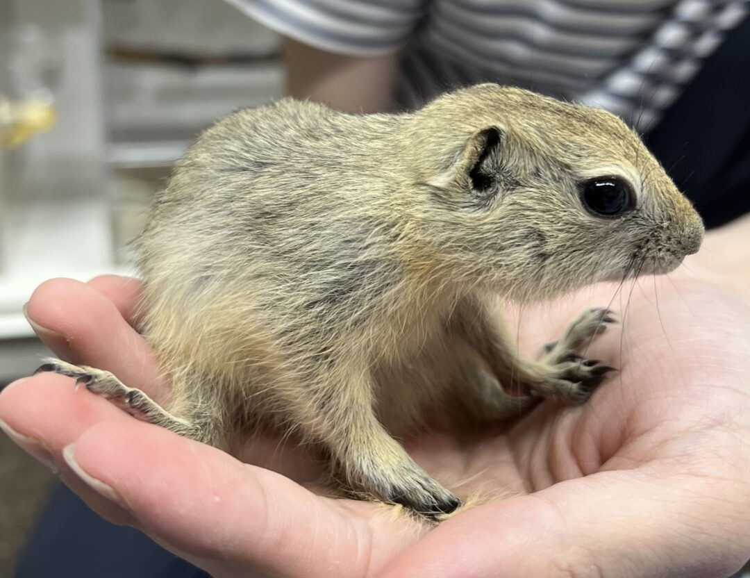 よく慣れたリチャードソンジリス 2022.3ぐらい生まれ - 千葉県のその他