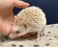 ハリネズミ（国産ベビー：シナモンパイド♀）の画像4