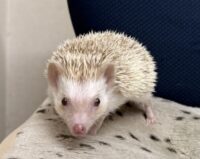 ハリネズミ（国産ベビー：シナモンパイド♀）の画像7