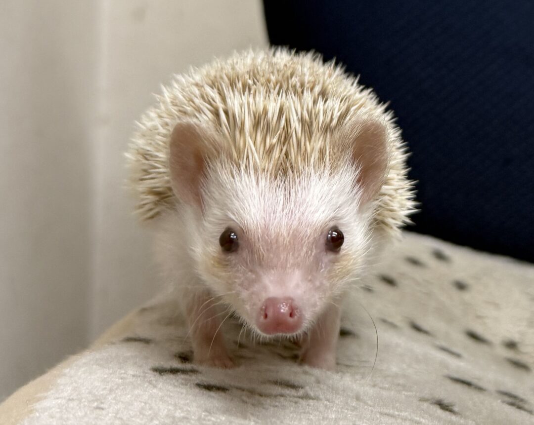 ハリネズミ（国産ベビー：シナモンパイド♀）のメイン画像