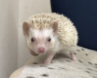 ハリネズミ（国産ベビー：シナモンパイド♀）の画像5