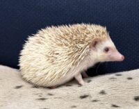 ハリネズミ（国産ベビー：シナモンパイド♀）の画像9