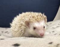 ハリネズミ（国産ベビー：シナモンパイド♀）の画像10