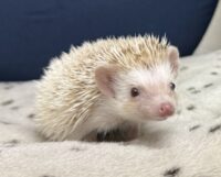 ハリネズミ（国産ベビー：シナモンパイド♀）の画像3