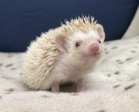 ハリネズミ（国産ベビー：シナモンパイド♀）の画像11