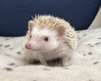 ハリネズミ（国産ベビー：シナモンパイド♀）の画像2