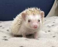 ハリネズミ（国産ベビー：シナモンパイド♀）の画像1