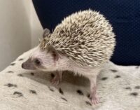 ハリネズミ（国産ベビー：ソルト＆ペッパー♂）の画像8