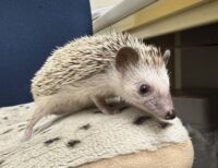 ハリネズミ（国産ベビー：ソルト＆ペッパー♂）の画像10