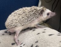 ハリネズミ（国産ベビー：ソルト＆ペッパー♂）の画像11