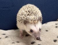 ハリネズミ（国産ベビー：ソルト＆ペッパー♂）の画像3