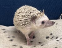 ハリネズミ（国産ベビー：ソルト＆ペッパー♂）の画像4