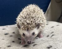 ハリネズミ（国産ベビー：ソルト＆ペッパー♂）の画像5