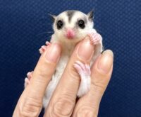 フクロモモンガの画像5