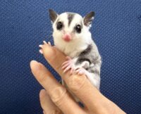 フクロモモンガの画像8