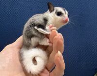 フクロモモンガの画像9