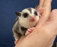 フクロモモンガの画像7