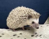 ハリネズミ（国産ベビー：ソルト＆ペッパー♂）の画像2