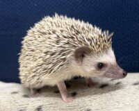 ハリネズミ（国産ベビー：ソルト＆ペッパー♂）の画像9