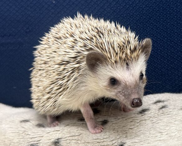 ハリネズミ（国産ベビー：ソルト＆ペッパー♂）のメイン画像