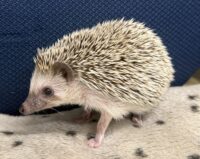 ハリネズミ（国産ベビー：ソルト＆ペッパー♂）の画像6