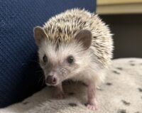 ハリネズミ（国産ベビー：ソルト＆ペッパー♂）の画像1