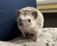 ハリネズミ（国産ベビー：ソルト＆ペッパー♂）の画像7