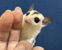 フクロモモンガの画像3
