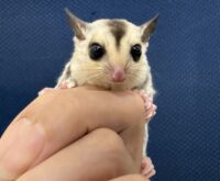 フクロモモンガの画像2